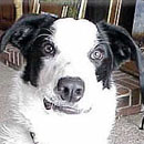 Snoop was adopted in February, 2007